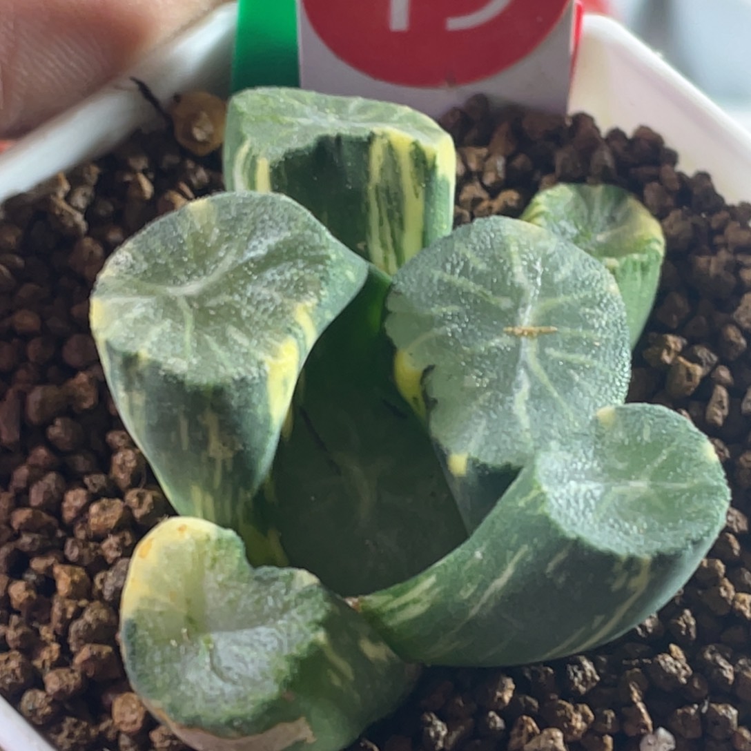 南亚万象锦多肉植物