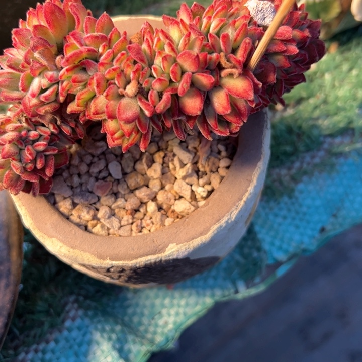 幸运的是我的朋友们