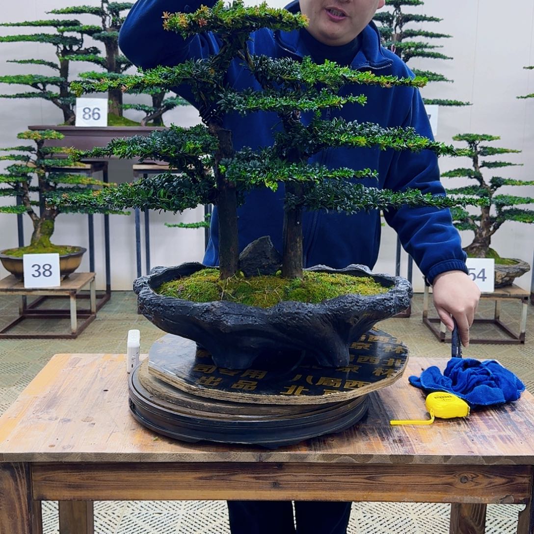 无花朵珍珠红芽罗汉松造型盆景