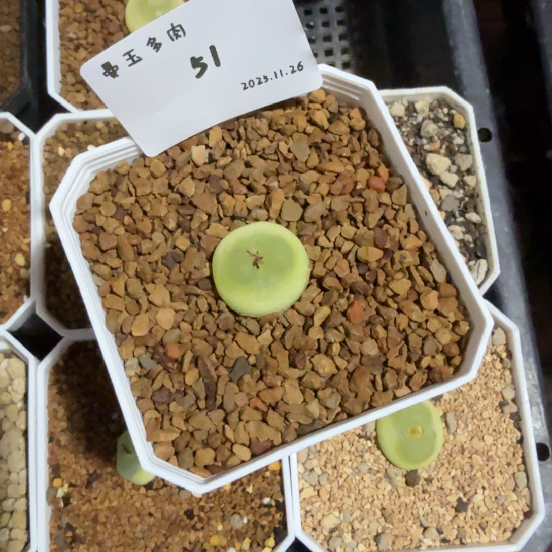 ****洋多肉多肉多肉11.26-051