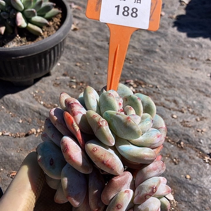 188 一物一拍不退不换