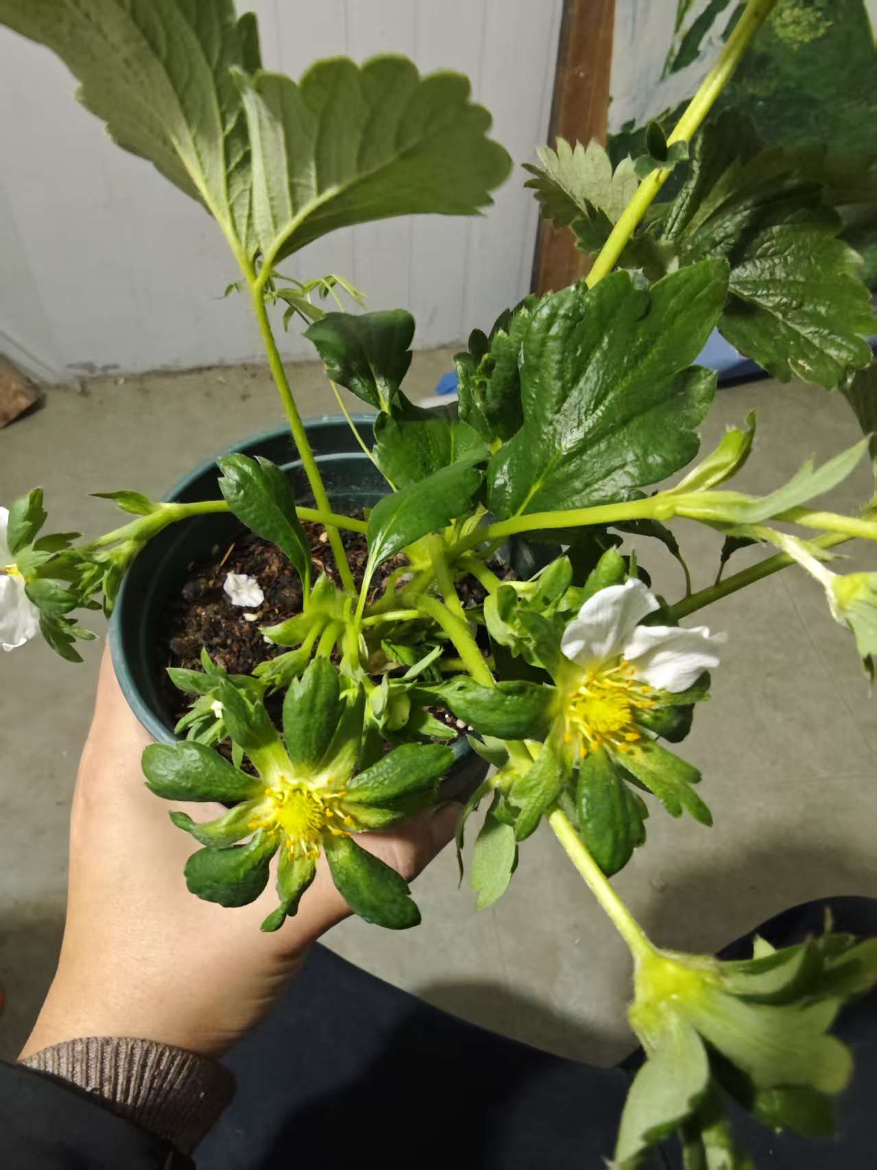 冰糖心草莓秧苗盆栽