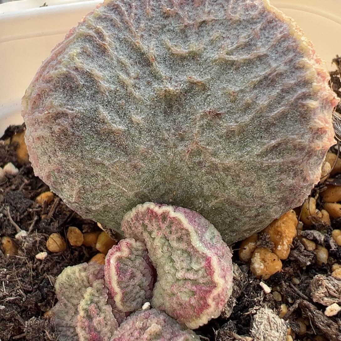 胖叶子哈莫猪肝多肉植物