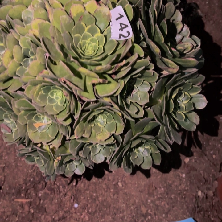 142多肉植物不售后