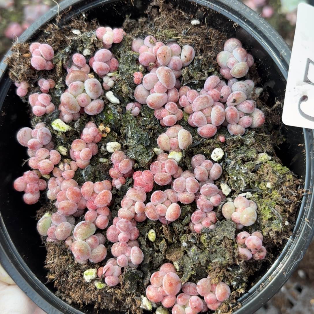 多肉植物多肉植物67