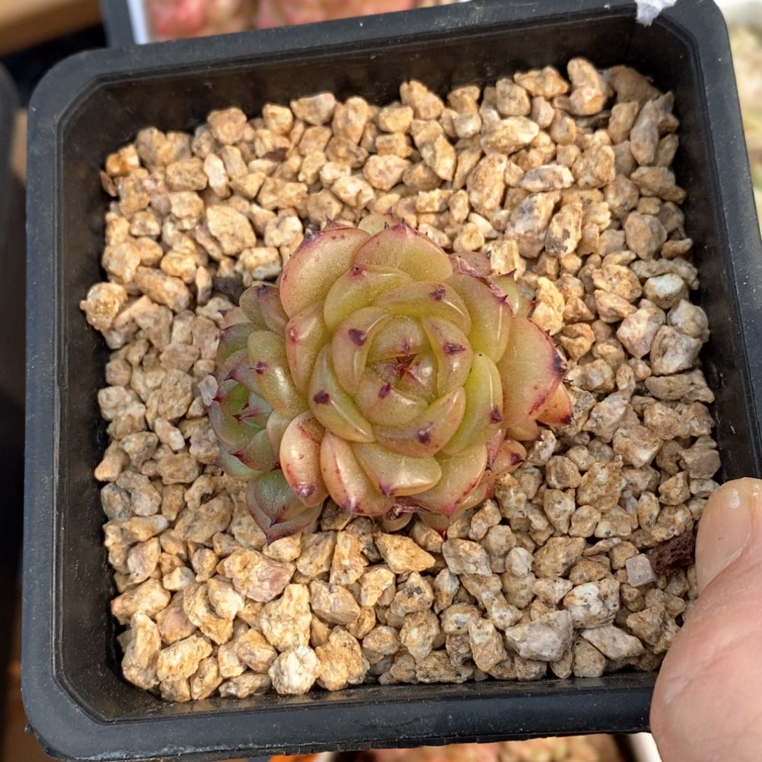 精品多肉一物一拍不包整216