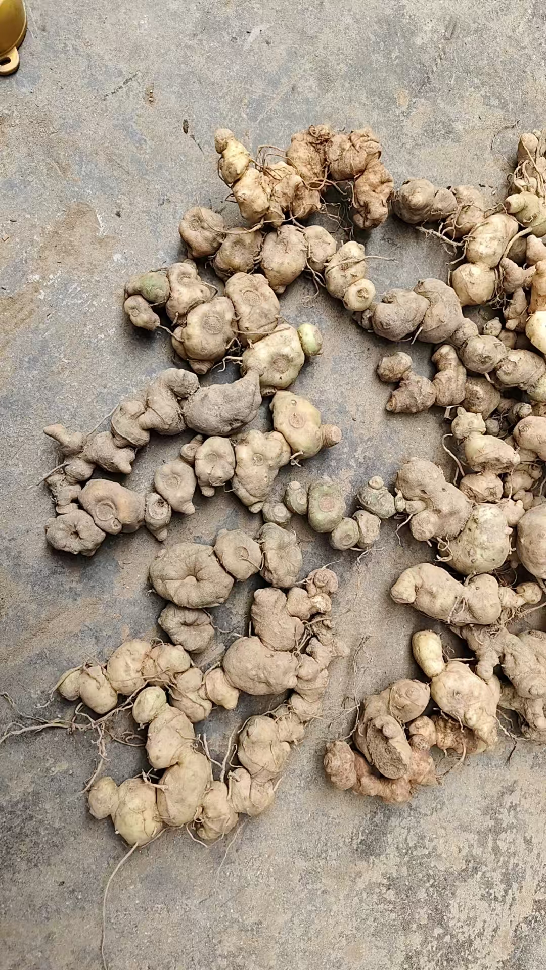 优选高山野生老富姜黄精