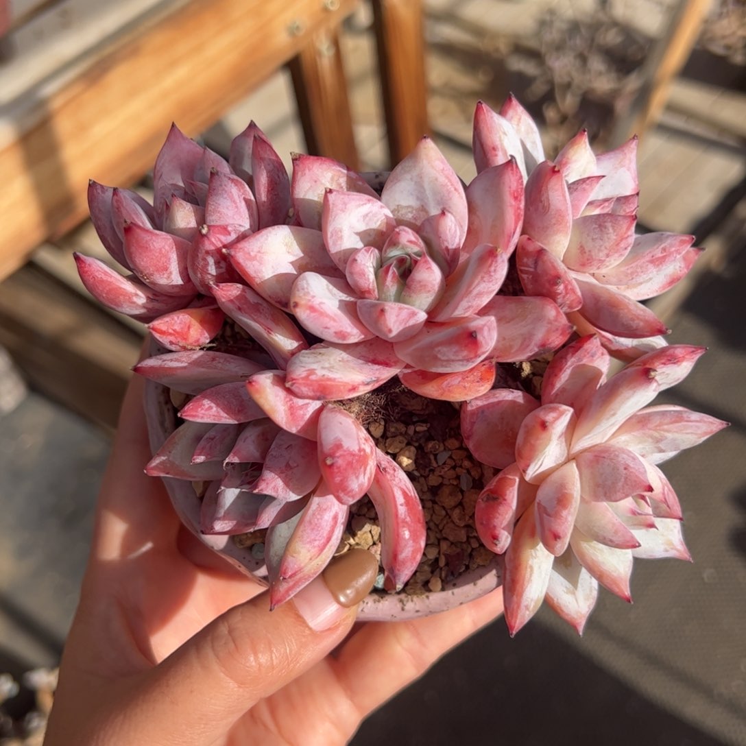 半*祖母绿卡系-桃子