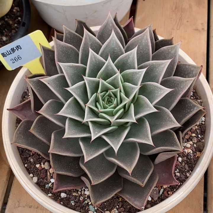 D266- 直播福利 星星杂