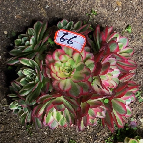 用****3倾摇老桩法师法师66