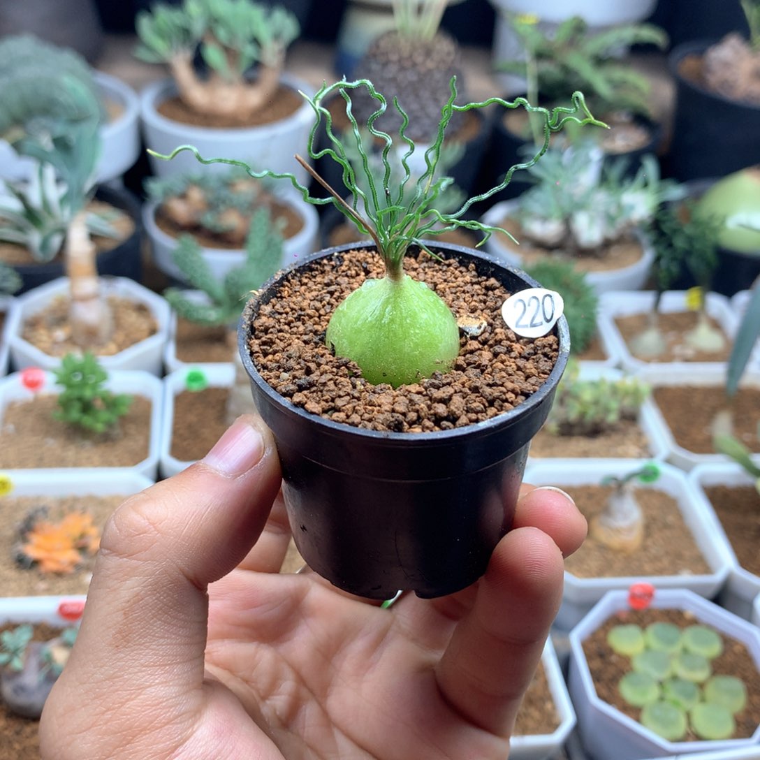 泰迪海葱多肉带盆