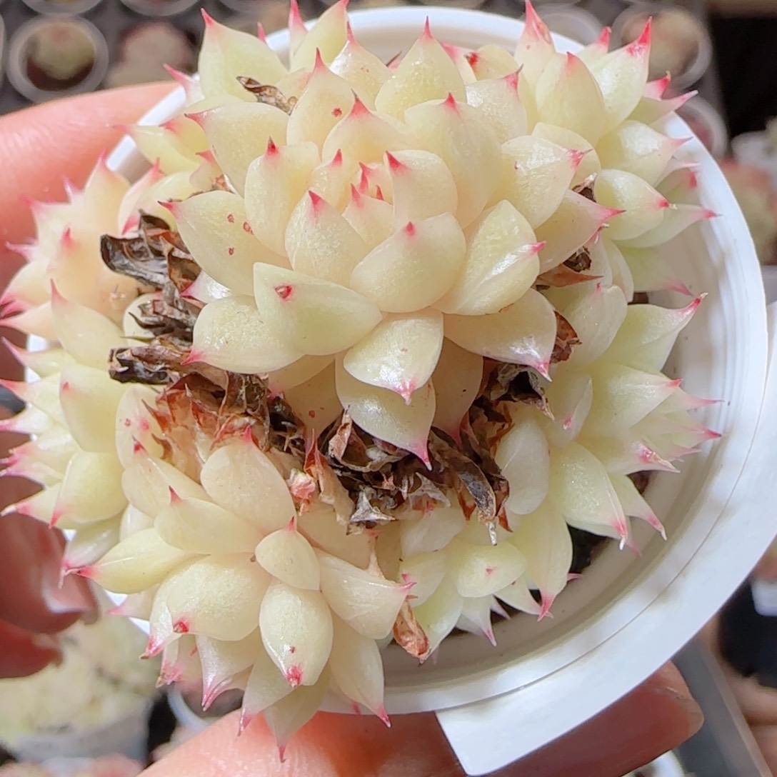 花语多肉1229-83散海王