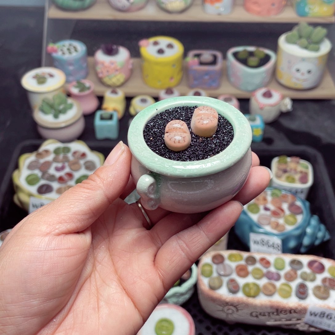 w8659 带盆土发货-零下地区拍保温箱