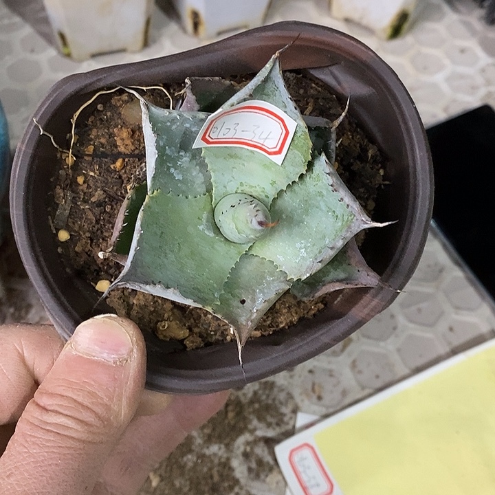 完美主义者勿拍龙舌兰010334