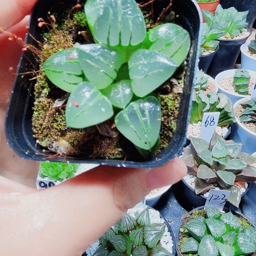 翠虎多肉植物6666