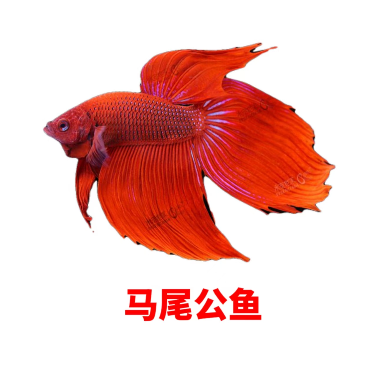 马尾斗鱼小型热带观赏鱼好养耐活适合懒人饲养