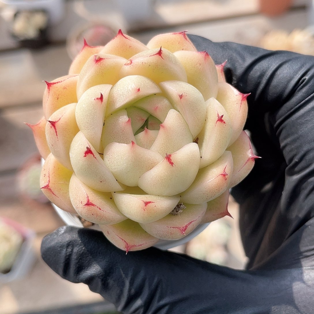 优选麦秆精品1088