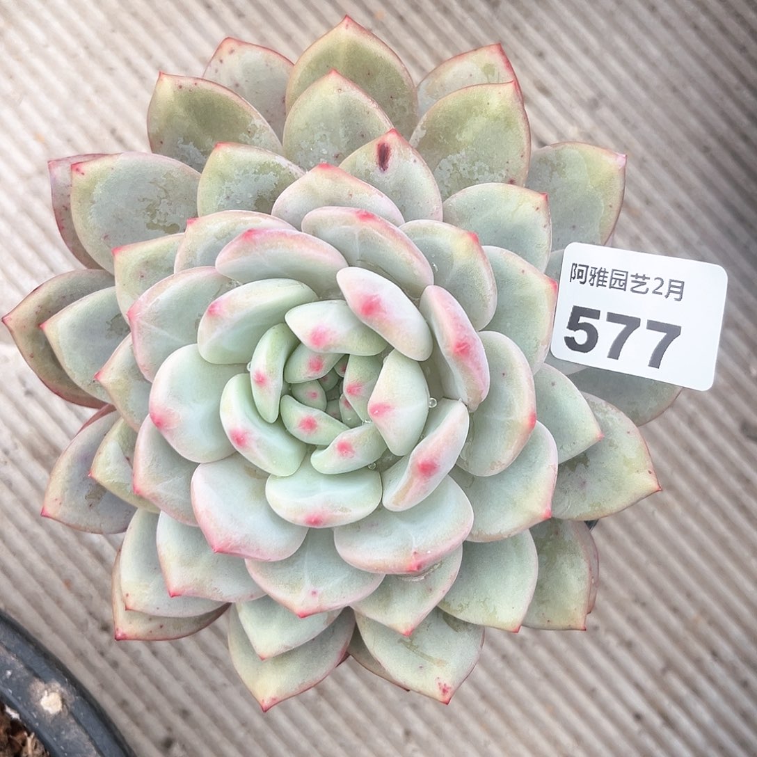 阿雅园艺。       577