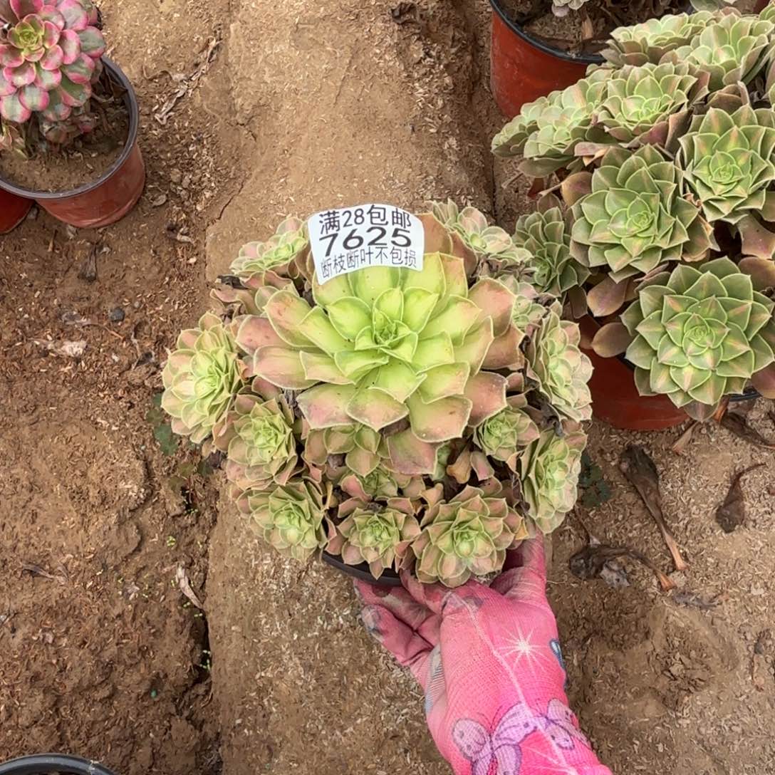 P. 7625韶华多肉bace