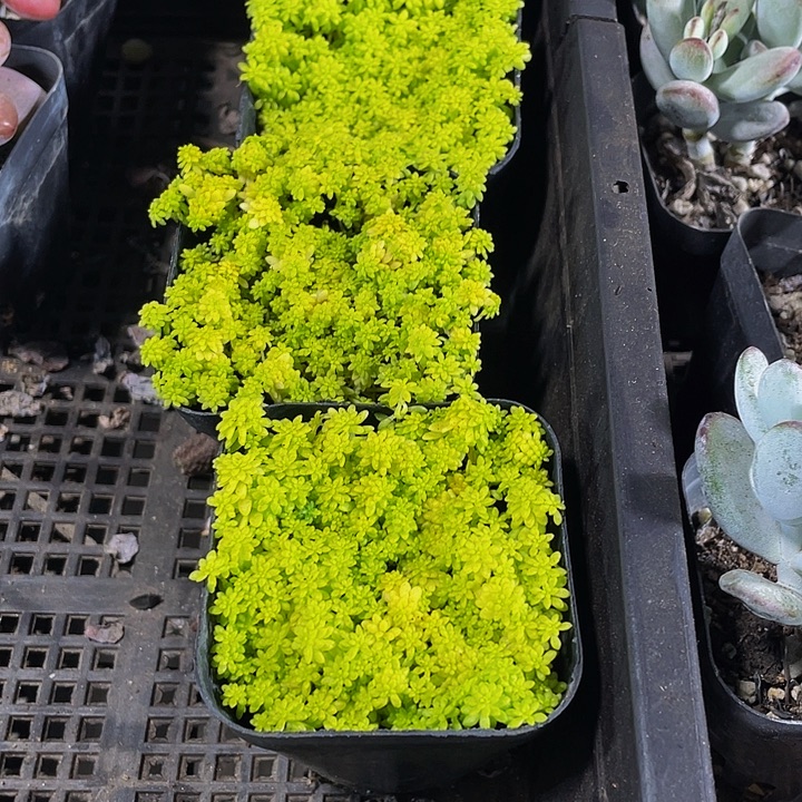 黄金草带盆土发货