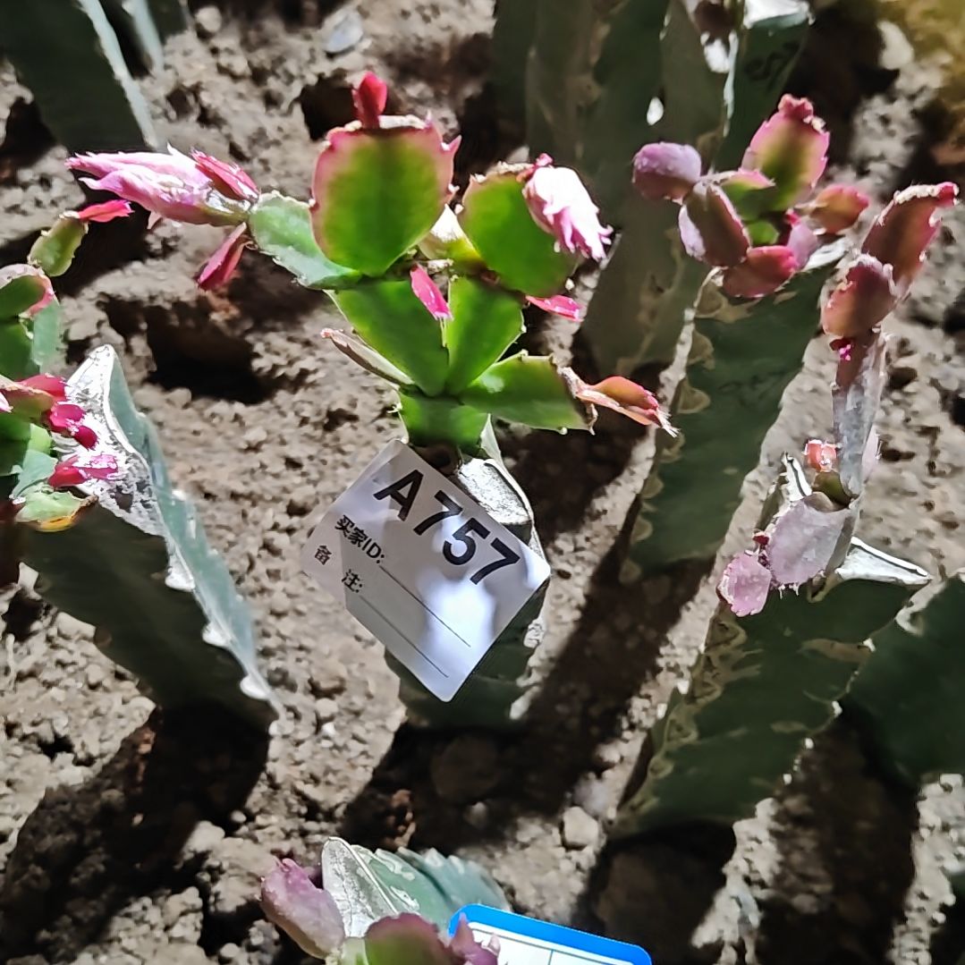 煜***）057粉重瓣脱土易掉苞芽757