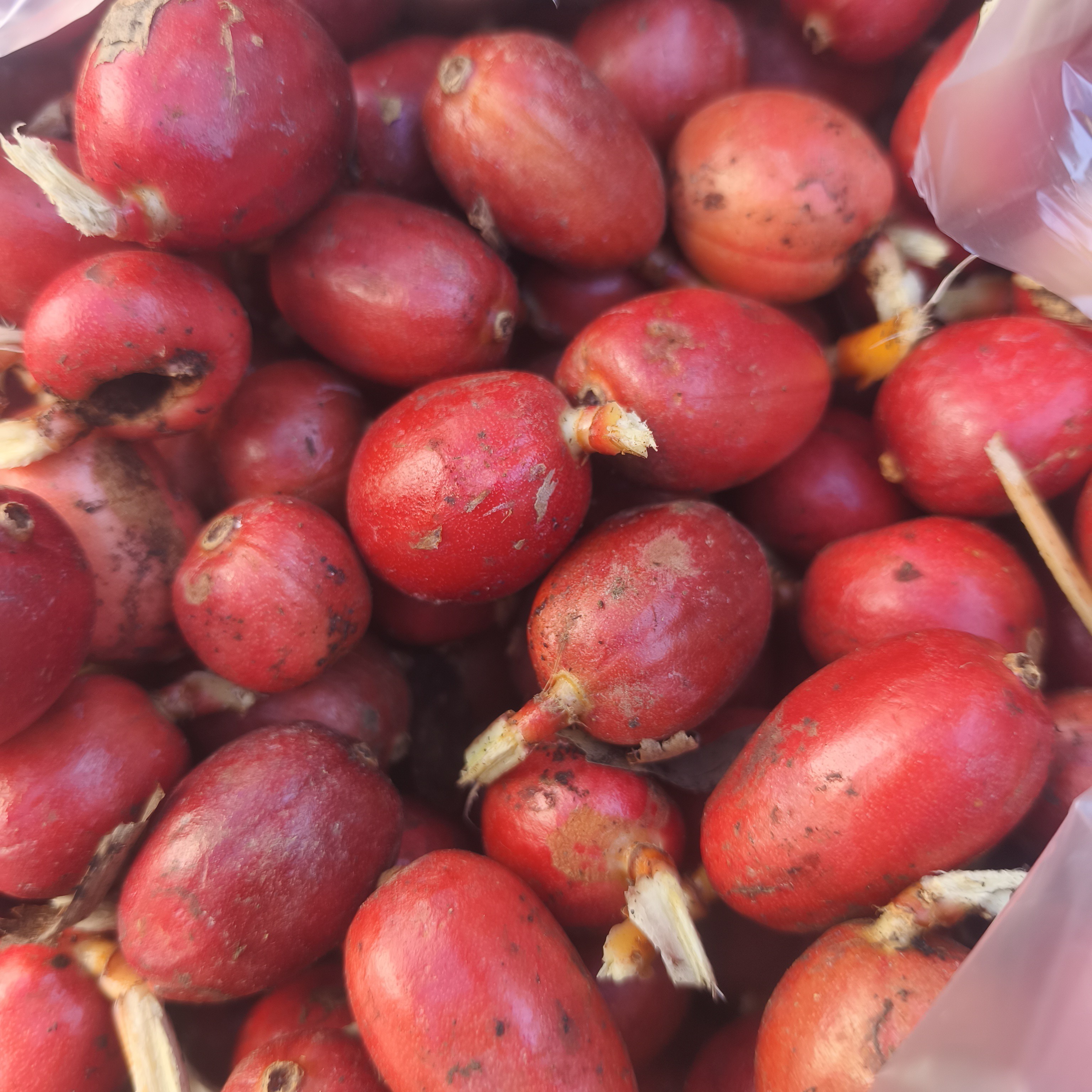 【小赵山货】云南边境红农家草果