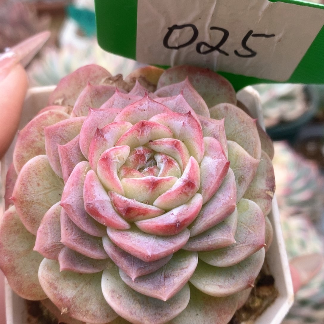 025天鹅绒锦锦锦锦锦锦