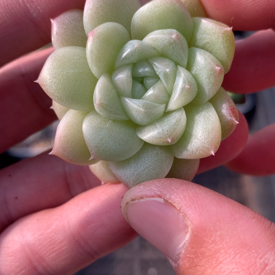 豆豆麦秆。        豆豆姐转拍链接