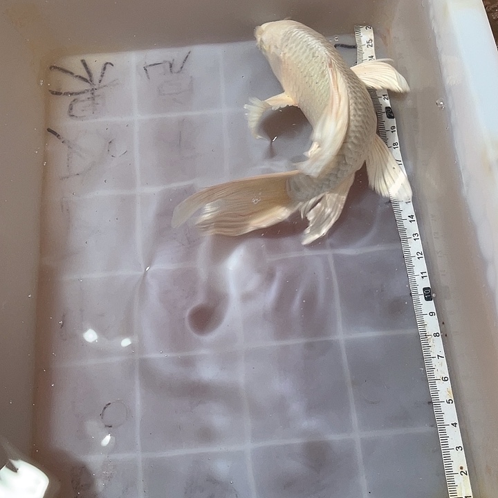 醉***文蝴蝶鲤鱼渔场直发60