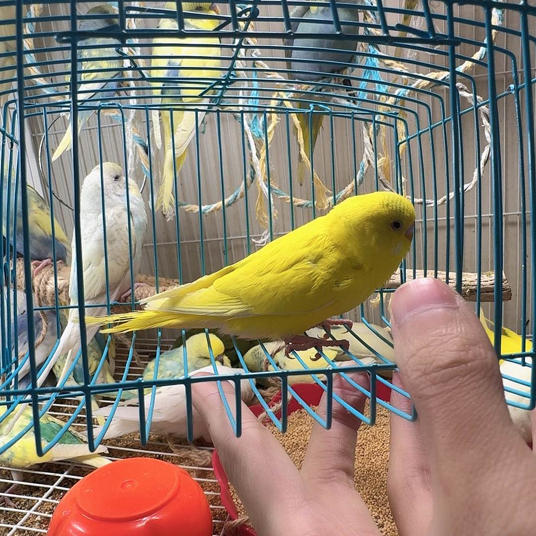 虎皮鹦鹉一只大头黄色