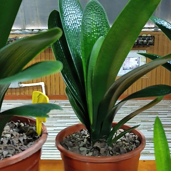 大***3完全开放君子兰1200