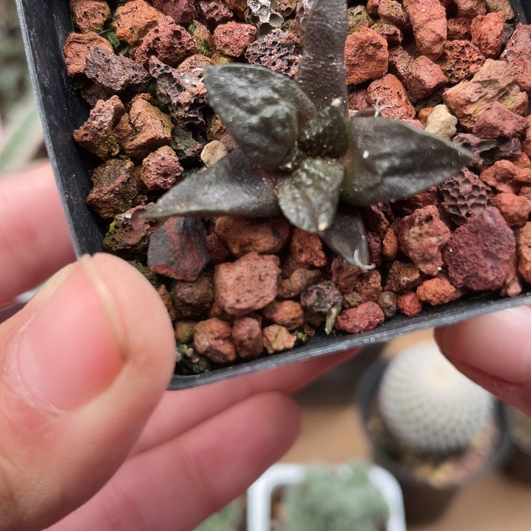 314牡丹杂仙人球植物
