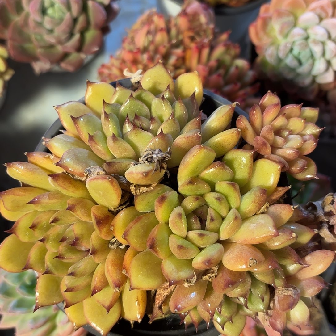 多肉植物啦啦啦啦啦啦