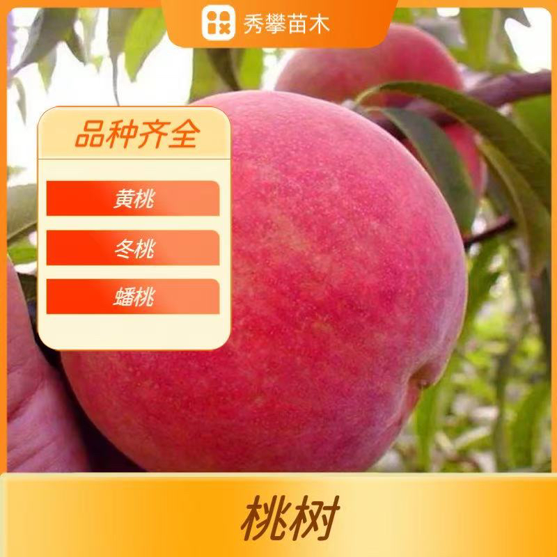 桃树杏树李子树西梅树四个品种组合苗圃直发量大优惠