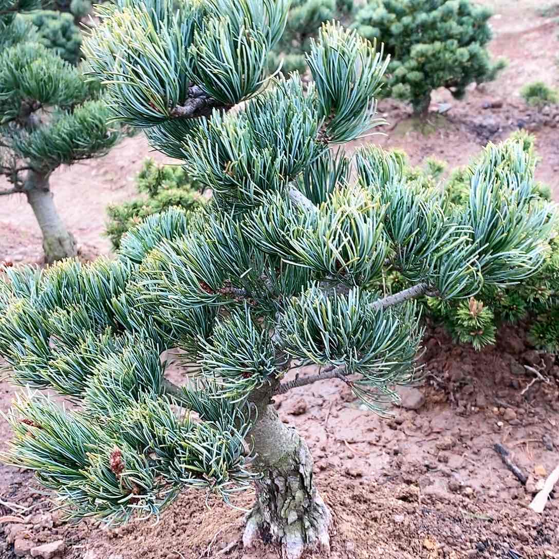 【闪购商品】无花朵