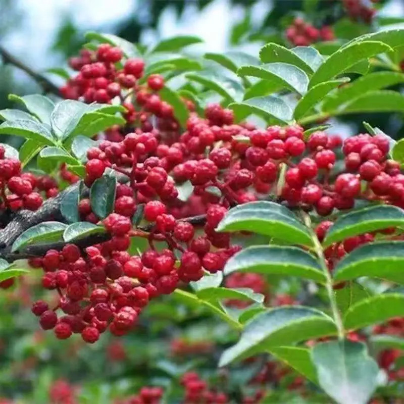 【大红袍花椒树苗】南方北方种植花椒苗阳台庭院种植花椒苗树