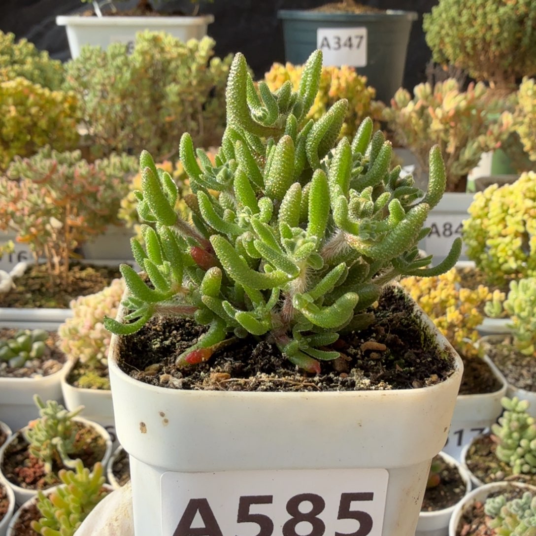 A585狐尾枝干一物一拍