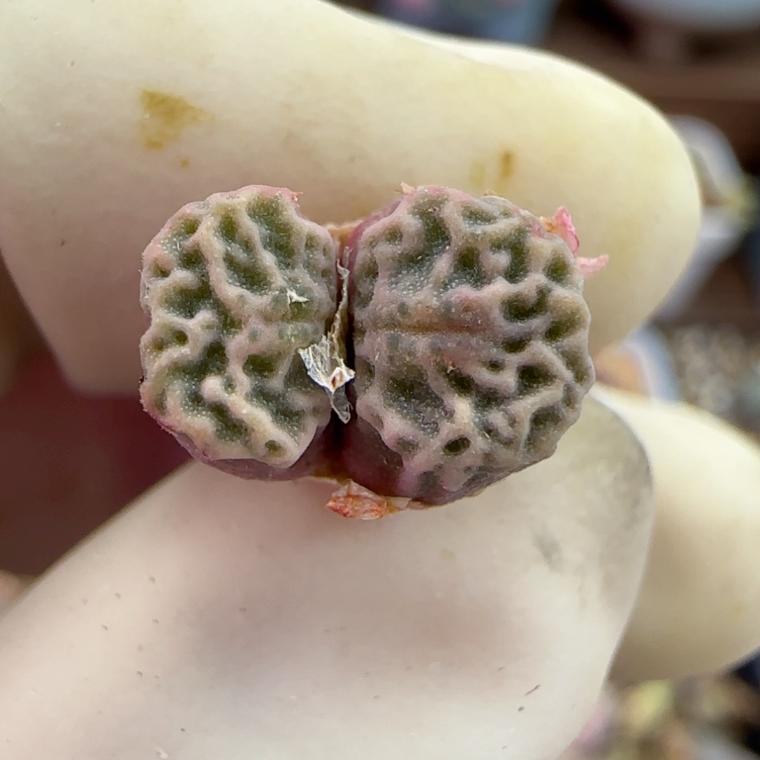 008超烧优选福利