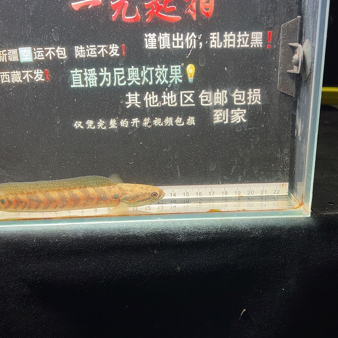 雷龙鱼七星雷龙七星雷龙