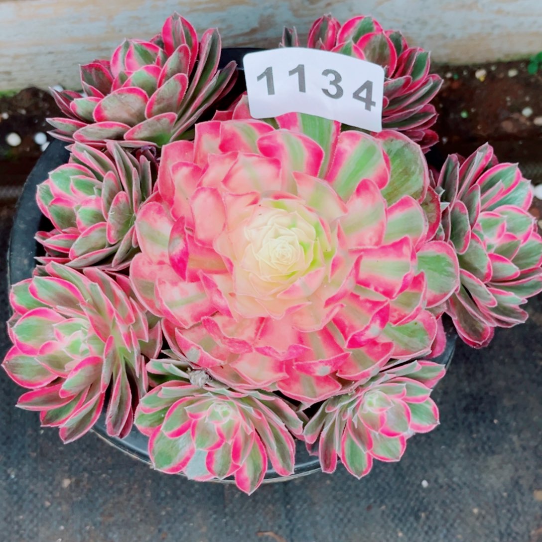 粉孔雀翎多肉特价