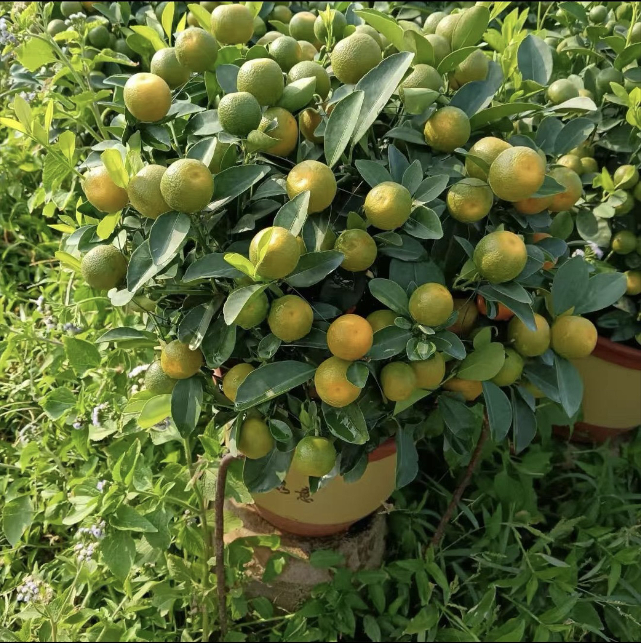 四季绿植一物一拍