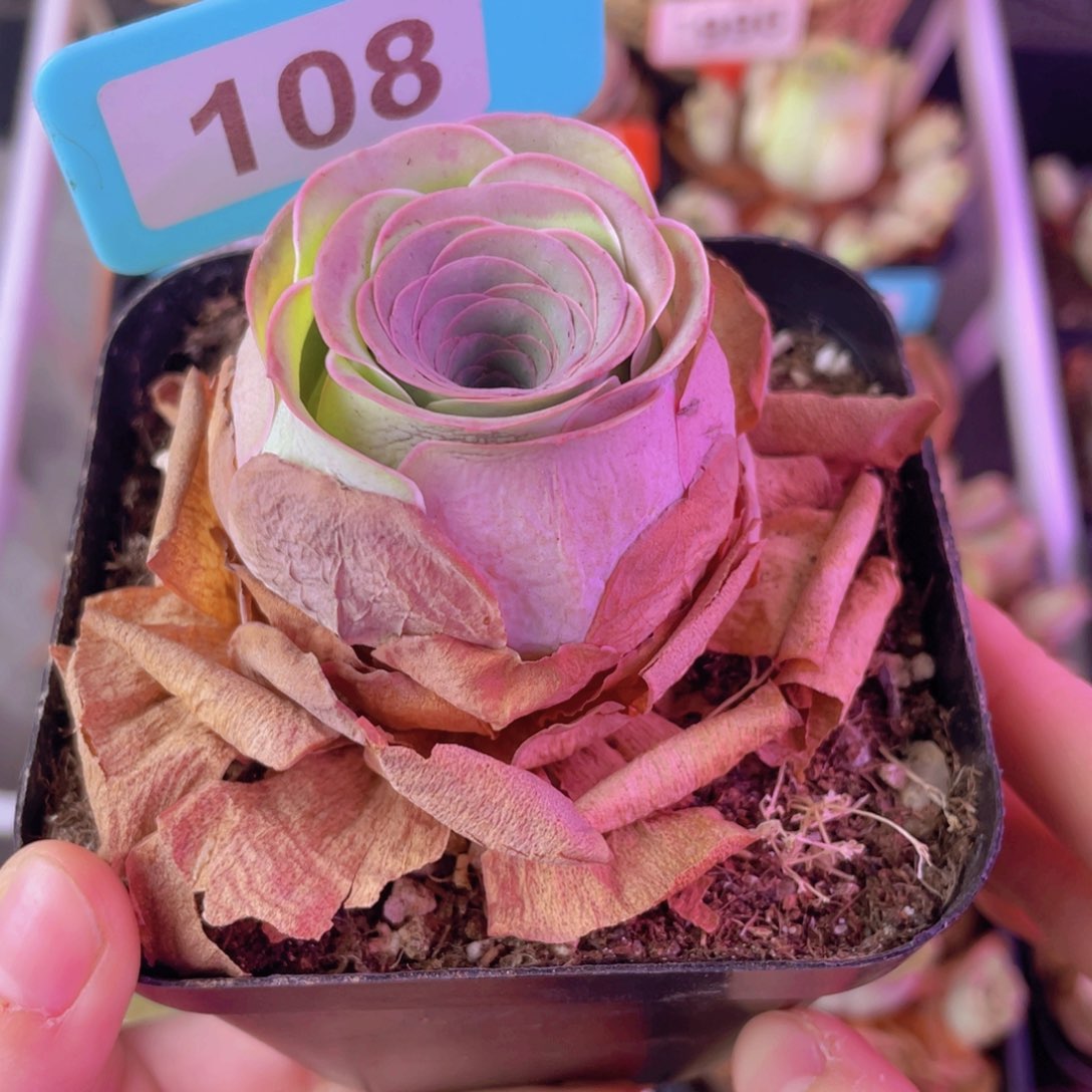 单品一物一拍108号