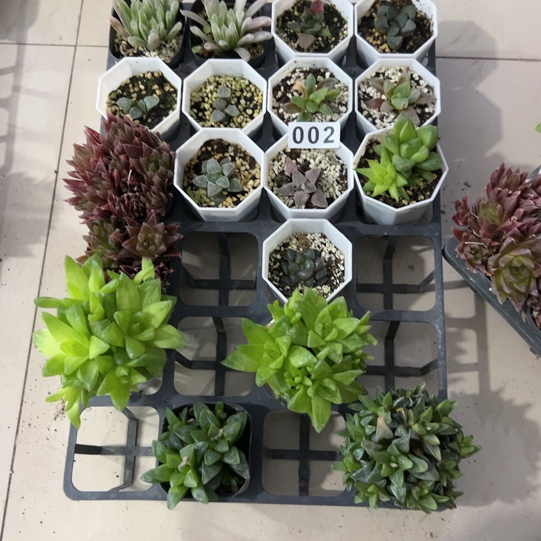 脱土带伤无根十二卷多肉植物