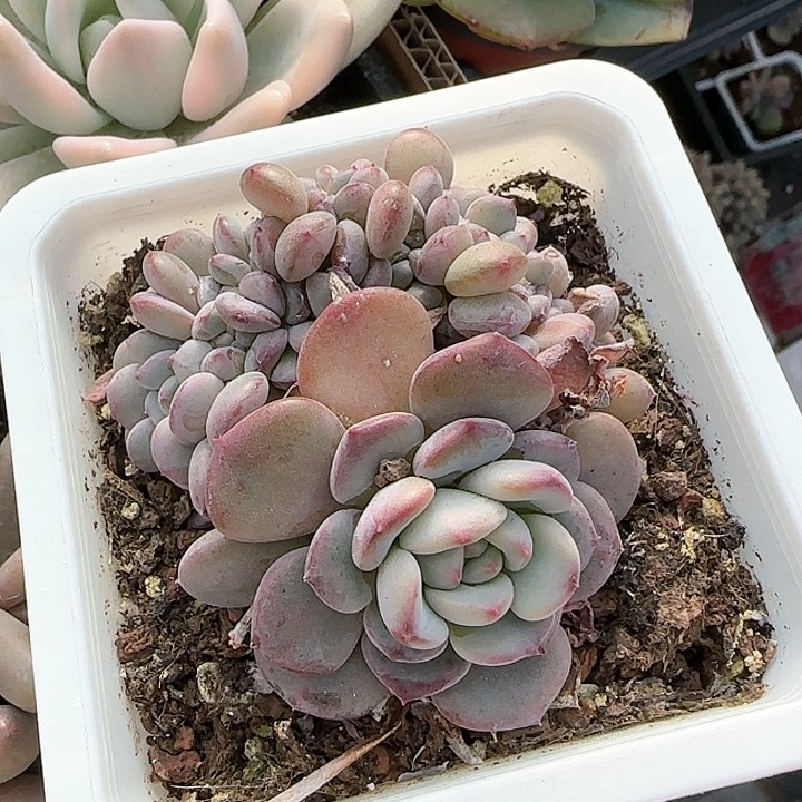 青蛙王子儿童牙膏111