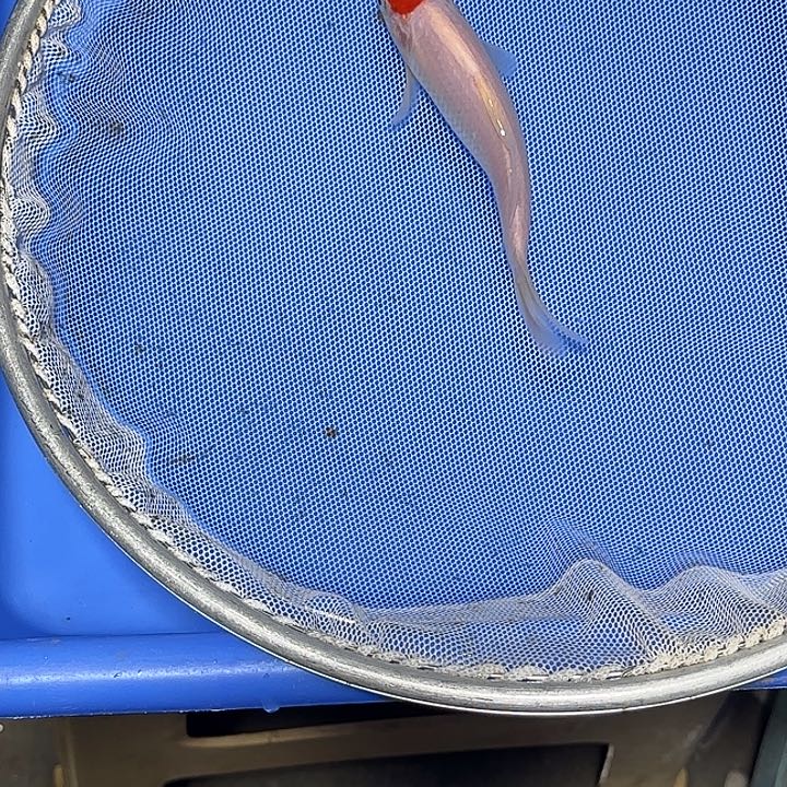 落***A锦鲤二号订单号242号