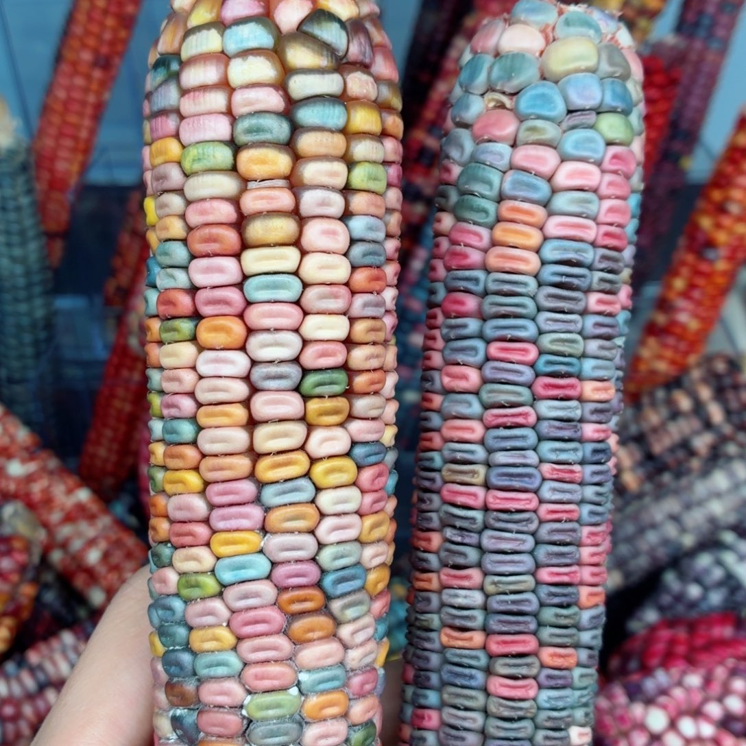 一***白白玉菩提吊坠文玩精品文玩精品