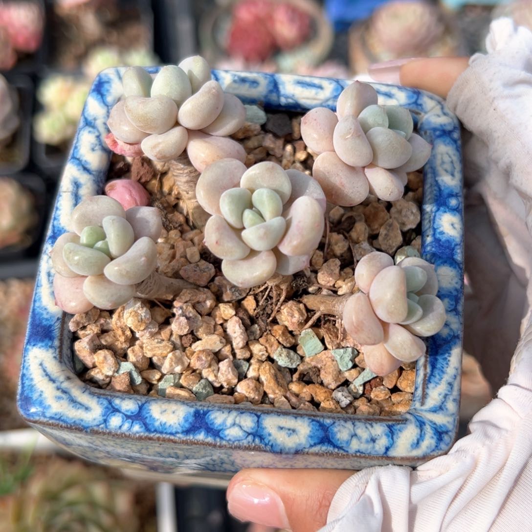 五头花斑鹿老桩（满38包邮）多肉