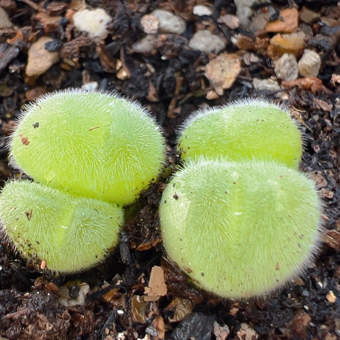 83多肉植物百科毛翠滴