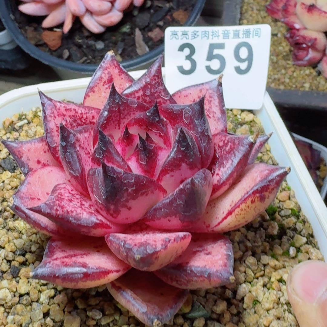 血罗         多肉植物