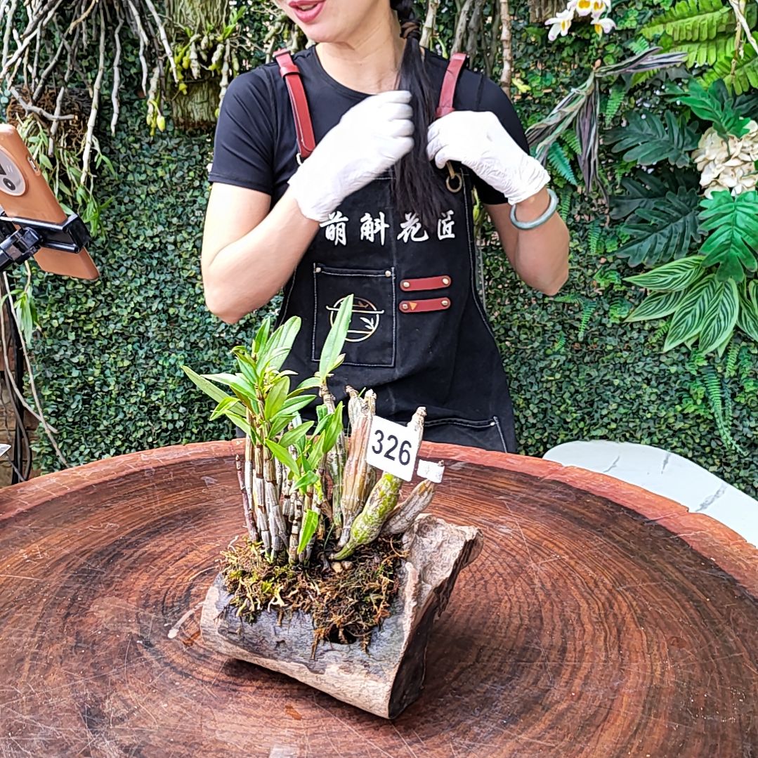326铜皮翅梗花花花卉绿植